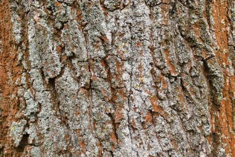 Natural texture background, tree bark from old growth birch. Stock Photos
