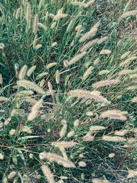Natural texture background of wild fluffy green grass weeds Foto stock