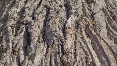 The natural texture of bark of old willows Stock Photos