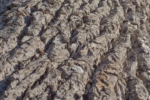 The natural texture of bark of old willows Stock Photos