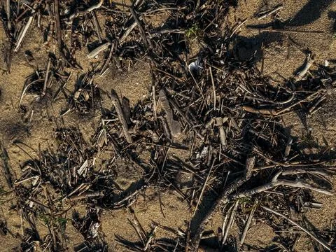 Natural texture of beach surface covered with dry twigs seaweed and organic.. Stock Photos