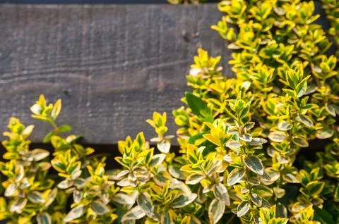 Natural texture of blooming creeper on a tree. Closeup ivy as a place for text.  Stock Photos