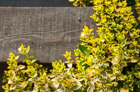 Natural texture of blooming creeper on a tree. Closeup ivy as a place for text.  Stock Photos