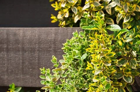 Natural texture of blooming creeper on a tree. Closeup ivy as a place for text.  Stock Photos