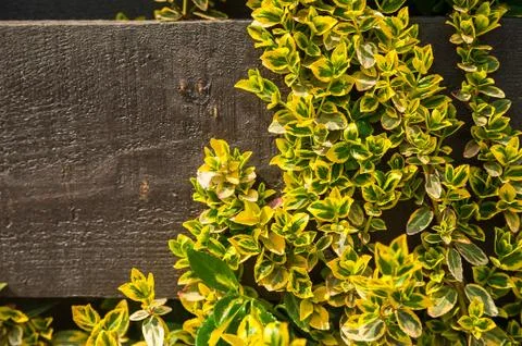 Natural texture of blooming creeper on a tree. Closeup ivy as a place for text.  Stock Photos