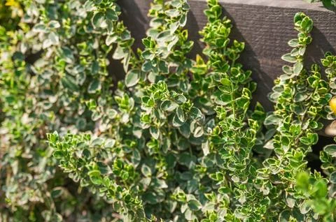 Natural texture of blooming creeper on a tree. Closeup ivy as a place for text.  Stock Photos