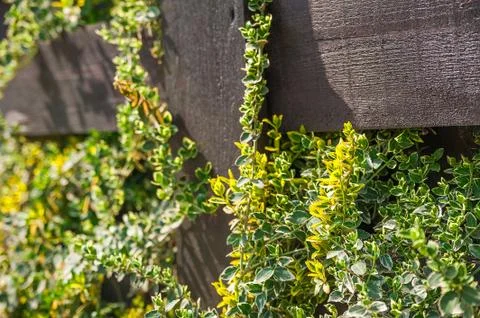Natural texture of blooming creeper on a tree. Closeup ivy as a place for text.  Stock Photos