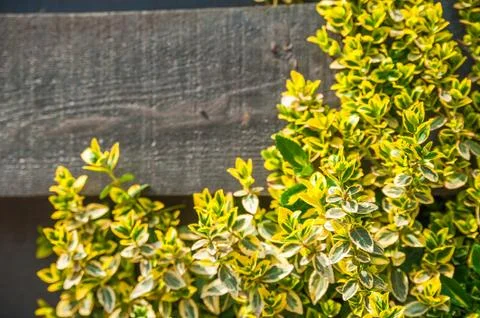 Natural texture of blooming creeper on a tree. Closeup ivy as a place for text.  Stock Photos
