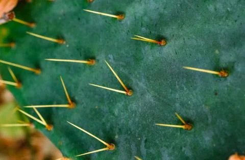 Natural texture of cactus. Image of the spines of a green cactus photographed Stock Photos
