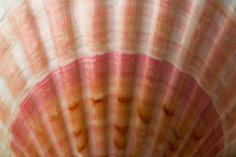 Natural texture. . Close-up part of seashell Stock Photos