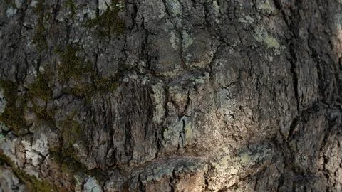 Natural Texture: Crust Roughness Stock Photos