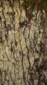 Natural Texture: Crust Roughness Stock Photos