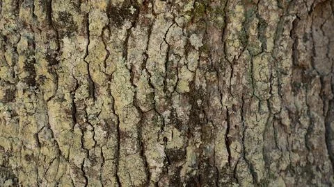 Natural Texture: Crust Roughness Stock Photos