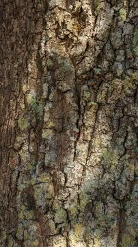 Natural Texture: Crust Roughness Stock Photos