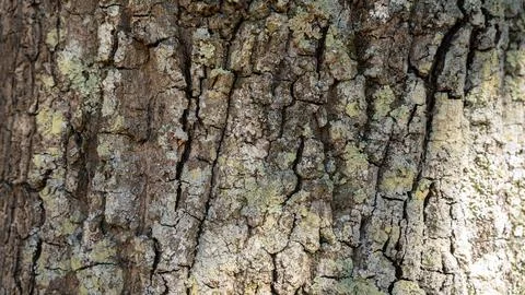 Natural Texture: Crust Roughness Stock Photos