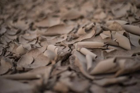 The natural texture of the dead landscape with copyspace: Dry cracked earth t Foto stock