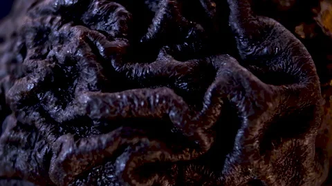 Natural Texture of Dried Pyrus communis Fruit. Botanical Illustration Stock Footage 332857057