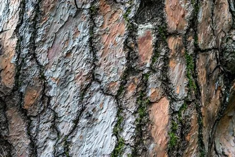 Natural texture embossed bark of a pine tree Stock Photos