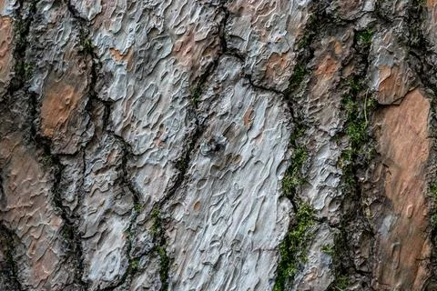 Natural texture embossed bark of a pine tree Stock Photos