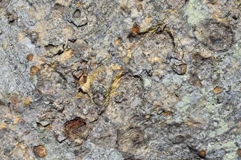 Natural texture of Fig Tree background Stock Photos