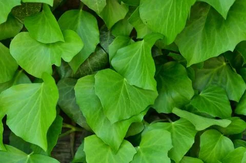 Natural texture of green leaf. Background, wallpaper Stock Photos