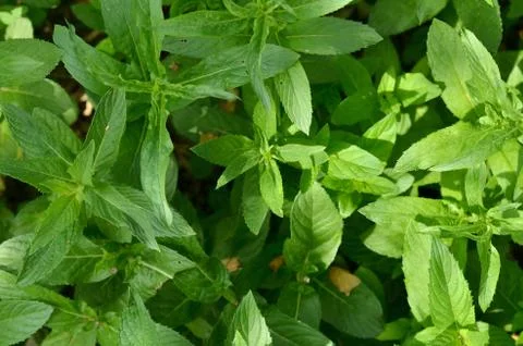 Natural texture of green mint. Background, wallpaper Stock Photos