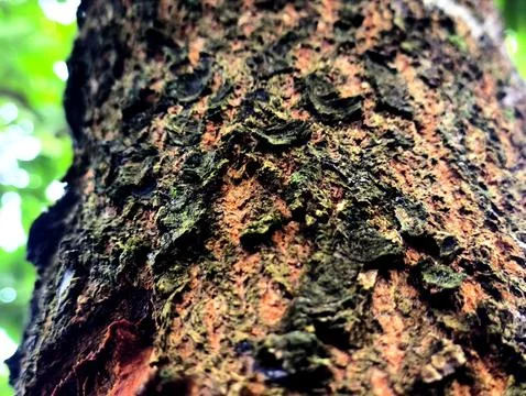 Natural Texture of Mango Tree Bark Background Stock Photos