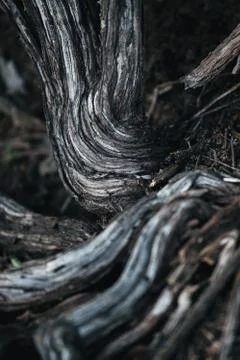 Natural texture with old dry tree roots Stock Photos