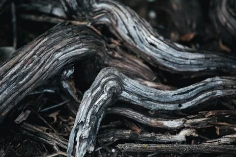 Natural texture with old dry tree roots Stock Photos