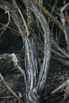 Natural texture with old dry tree roots Stock Photos