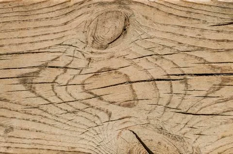 Natural texture of an old pine trunk cut Stock Photos