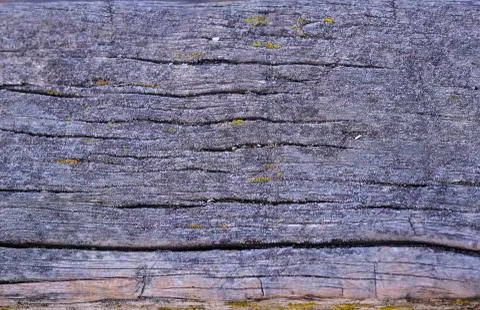 Natural texture of old timber, old wood. Close-up Stock Photos