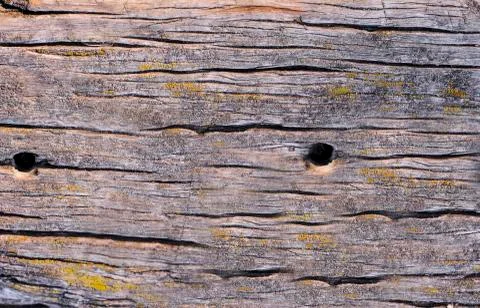 Natural texture of old timber, old wood. Close-up Stock Photos