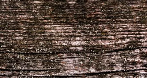 Natural texture of old timber, old wood. Close-up Stock Photos