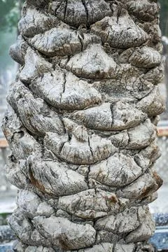 Natural Texture Pattern of Date-Palm Tree Trunk HD Foto stock