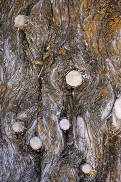 Natural texture Stock Photos