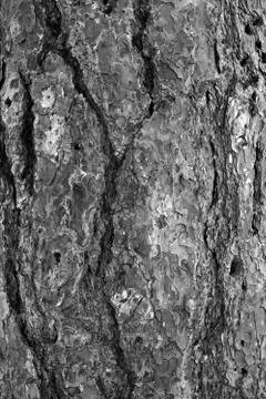 Natural texture Stock Photos