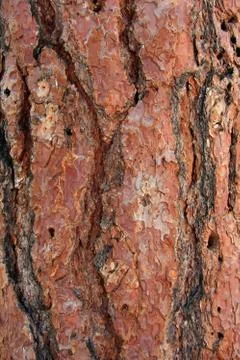 Natural texture Stock Photos