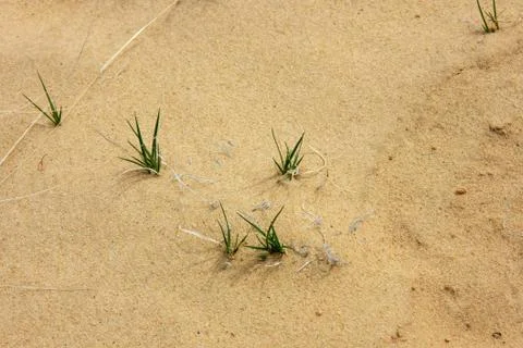 Natural texture Stock Photos