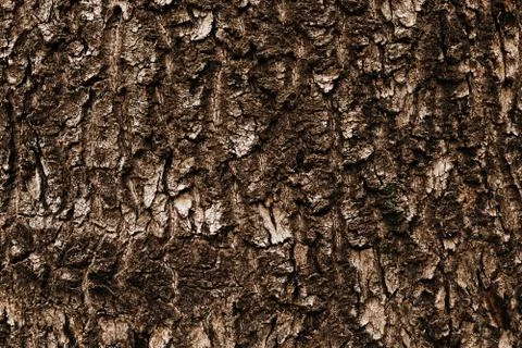 Natural texture Stock Photos