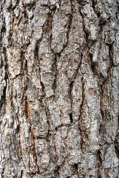 Natural texture Stock Photos