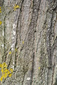 Natural texture Stock Photos