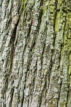 Natural texture Stock Photos