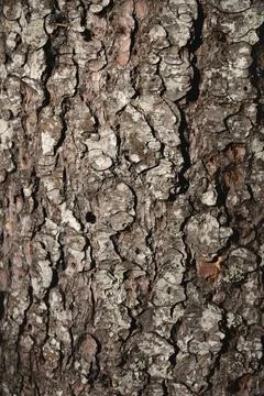 Natural texture of pine bark. Pine background. Abstract texture and background Stock Photos