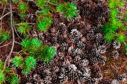 Natural Texture of pine cones and branches. Stock Photos