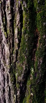 Natural texture of pine tree bark covered in green moss. 스톡 사진