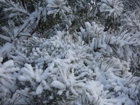 Natural Texture of Snowy Pine Tree Stock Photos