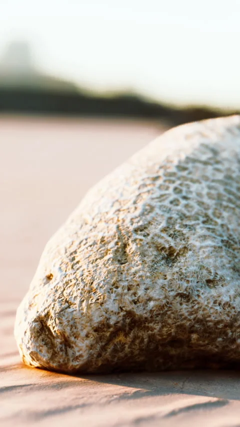 Natural texture of a stone found on the beach during sunset Stock Footage 343153997