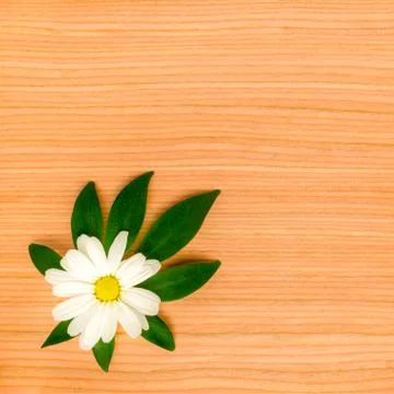 Natural texture of tree background with framed chamomile on leaf shefler Foto stock