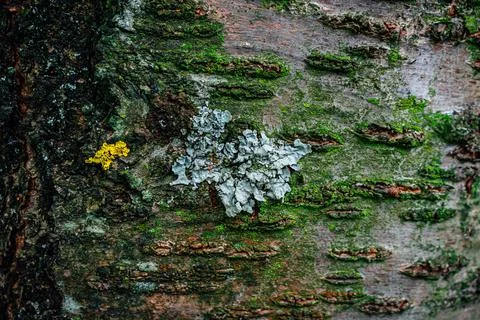 Natural texture of tree bark covered with lichen and moss. Fotos Stock